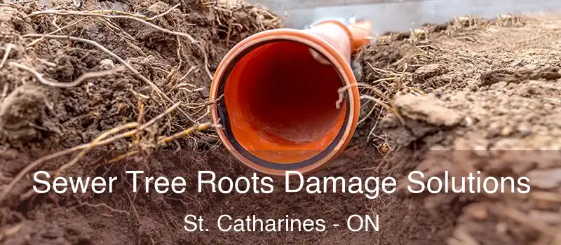  Sewer Tree Roots Damage Solutions St. Catharines - ON